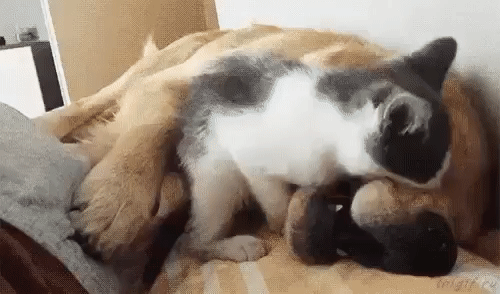 - Я злой и страшный серый кот!
- Достал...