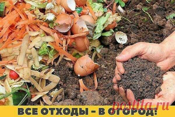 Все больше дачников отдают предпочтение экологическому земледелию. На своих шести сотках они практически не используют химикатов: только натуральное. Откуда берут? С собственного стола.

Остатки хлеба, луковая и чесночная шелуха, яичная скорлупа, картофельные очистки, апельсиновые корки, спитый чай и кофейная гуща, рыбьи кости, банановая кожура, соль и остатки варенья... Все эти «лакомства» по вкусу и садово–огородным культурам.

До последней крошки!

Черствый хлеб богат в...