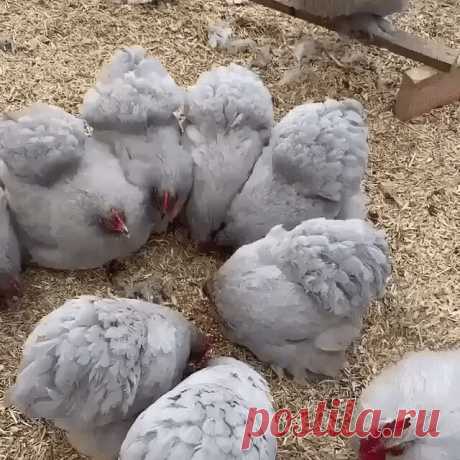 люблю