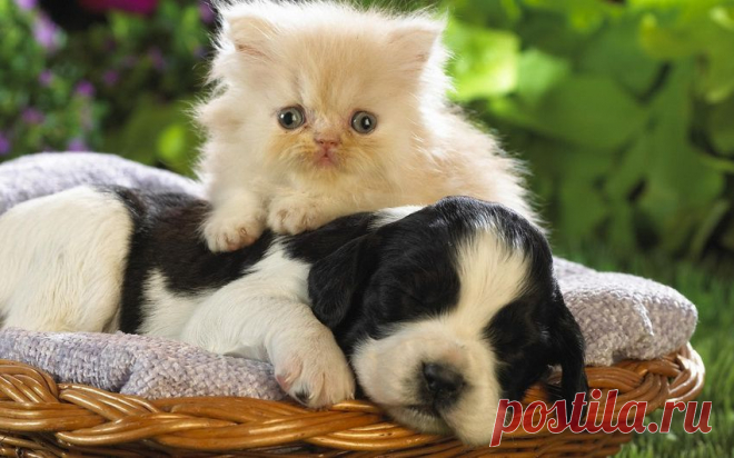 Обои спит, корзинка, котенок, щенок на рабочий стол | 76429