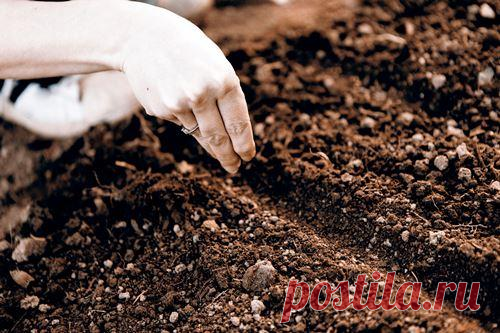 Посев ранней весной. Растения, которым не страшны заморозки