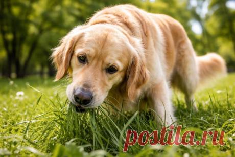 Ваш щенок грызёт траву? 🐶 Это не всегда тревожно! Узнайте, почему собаки едят траву, когда это безопасно и как помочь питомцу. 🌿

#Собаки#ДомашниеЖивотные#ЗдоровьеПитомцев
Изображение от ChatGPT