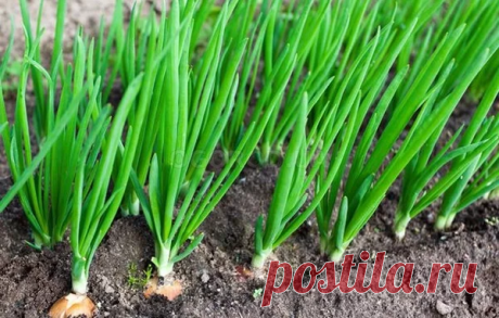 СОДА И МАРГАНЦОВКА ДЛЯ ВЫРАЩИВАНИЯ ЛУКА
Сохраните, чтобы не потерять!
Это средство давно стало любимым для многих дачников и огородников, поэтому хочу еще обратить ваше внимание на один аспект его применения. Понравился в свое время универсальностью применения, ведь многие сетовали, что под тот или иной сорт она не подходит. Происходило это, из-за не правильного подбора компонентов для грамотной активации всех полезных веществ.

Спорный момент. Под некоторые виды, даже пом...