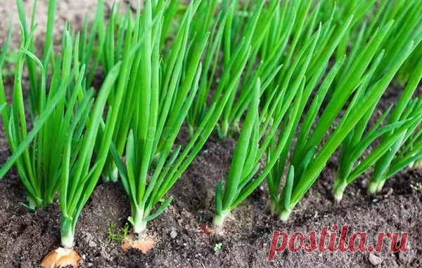 СОДА И МАРГАНЦОВКА ДЛЯ ВЫРАЩИВАНИЯ ЛУКА
Сохраните, чтобы не потерять!
Это средство давно стало любимым для многих дачников и огородников, поэтому хочу еще обратить ваше внимание на один аспект его применения. Понравился в свое время универсальностью применения, ведь многие сетовали, что под тот или иной сорт она не подходит. Происходило это, из-за не правильного подбора компонентов для грамотной активации всех полезных веществ.

Спорный момент. Под некоторые виды, даже пом...