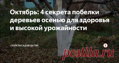 Октябрь: 4 секрета побелки деревьев осенью для здоровья и высокой урожайности