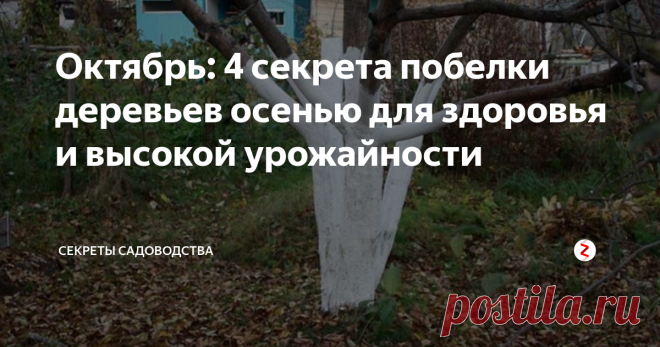 Октябрь: 4 секрета побелки деревьев осенью для здоровья и высокой урожайности