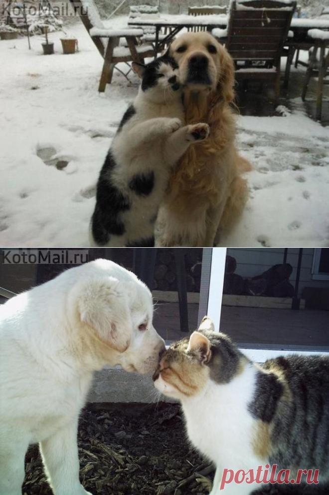 Друзья навсегда | KotoMail.ru