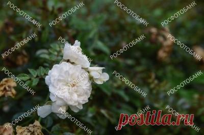 Цветы белой розы на фоне зелёных листьев Цветы белой розы на фоне зелёных листьев в саду летом.