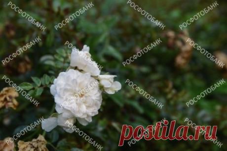 Цветы белой розы на фоне зелёных листьев Цветы белой розы на фоне зелёных листьев в саду летом.