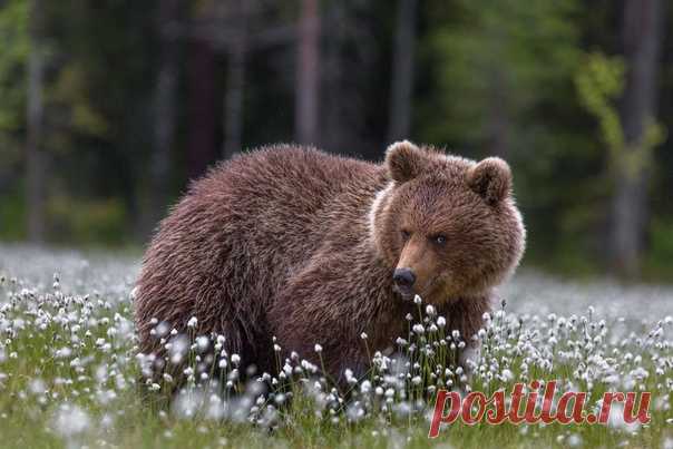 Кокетка в объективе Дмитрия Архипова: nat-geo.ru/photo/user/256681/ Эти кадры сделаны в Карелии, на российско-финской границе.
