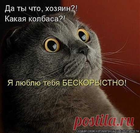 Наши забавные друзья 50. | Домохозяйки