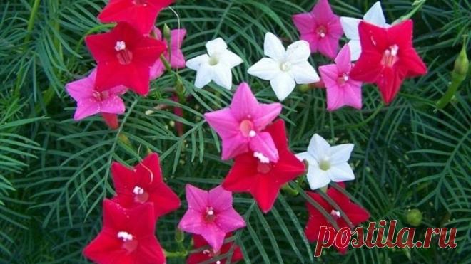 Квамоклит - идеальная садовая лиана для заборов и маскировки непривлекательных стен | Красивый сад и огород | Пульс Mail.ru