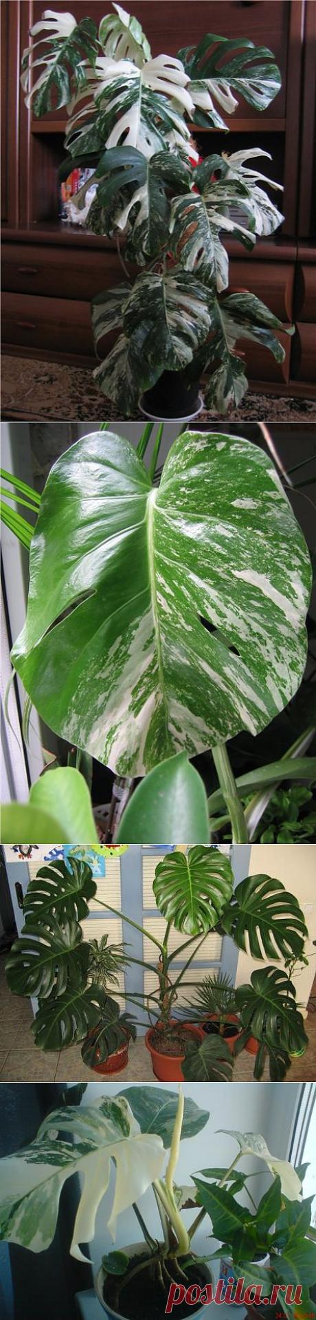 Монстера : Декоративные растения