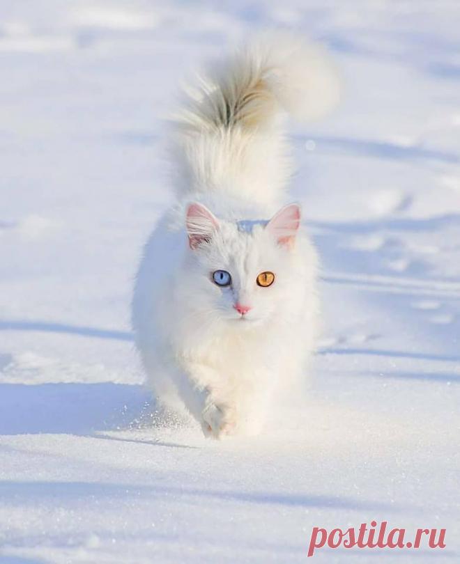 Վանա մաքրացեղ, երկարագեղմ կատուն։ 🐈
«Վանի սպիտակ կատվին» հիշատակել է հայ գրականության դասական Րաֆֆին «Կայծեր» վեպում (հ. 1-2, 1883-1887) Րաֆֆին գրել է՝
Գալով այդ քաղաքը (Վան), թեև ծիծաղելի է, բայց պետք է խոստովանվիմ, որ իմ ամենամեծ բաղձանքներից մեկն այն էր, որ տեսնեմ Վանա հռչակավոր կատուները: Մի՞թե այդ տան մեջ կատու չկա, մտածում էի ես, և աչքերս անհամբերությամբ թափառում էին այս կողմ ու այն կողմ: Չգիտեմ այստեղ ինչ հոգեբանական մի գաղտնիք կա, որ շատ անգամ մարդ հանկարծ տեսնում է միևնույն առարկան,