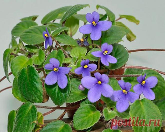 Сенполия (Узамбарская фиалка)