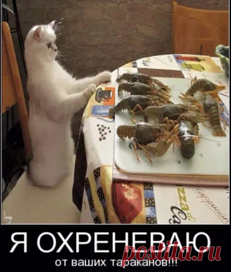 Из жизни кошек