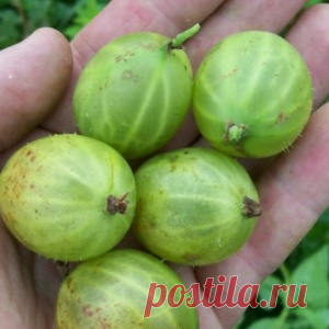 Как защитить крыжовник и смородину от вредителей и болезней?