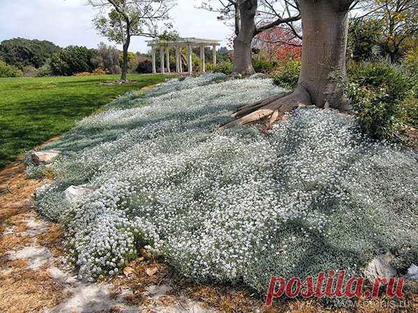 Чудесные виды ясколки по фото и описаниям