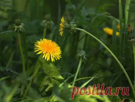 Альбом Окружающий мир природы - Одуванчик.