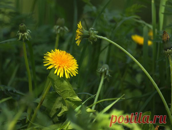 Альбом Окружающий мир природы - Одуванчик.