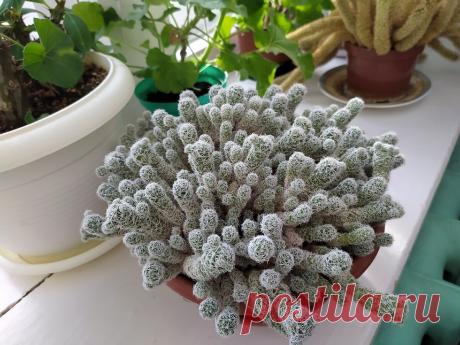 Пошла в школу проведать свои растения на зимовке | Succulent life | Яндекс Дзен