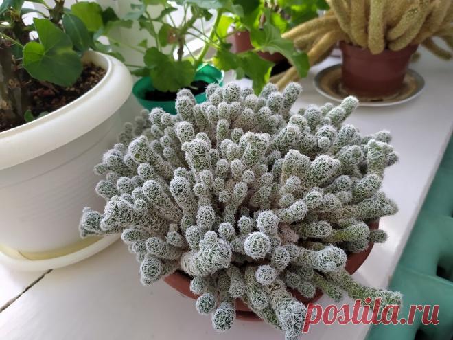 Пошла в школу проведать свои растения на зимовке | Succulent life | Яндекс Дзен