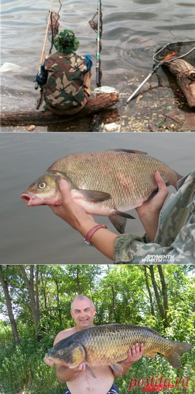 От сома до жереха. 8 самых желанных трофеев волгоградской рыбалки | ОБЩЕСТВО: Событие | ОБЩЕСТВО | АиФ Волгоград