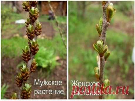 Облепиха: «мальчиков» от «девочек» можно отличить по почкам