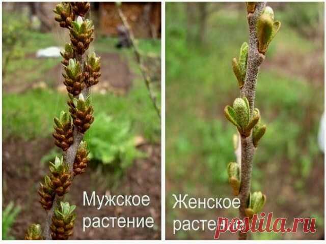 Облепиха: «мальчиков» от «девочек» можно отличить по почкам