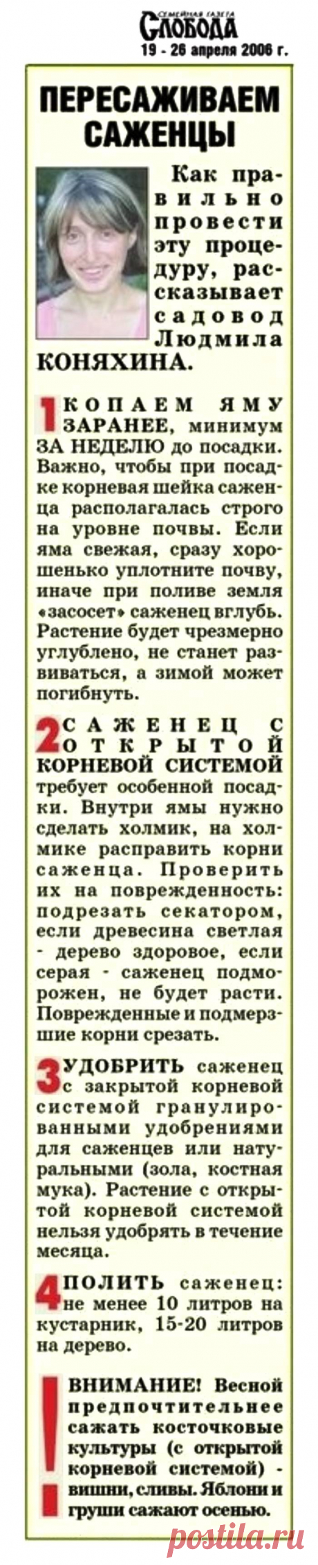 Пересаживаем саженцы