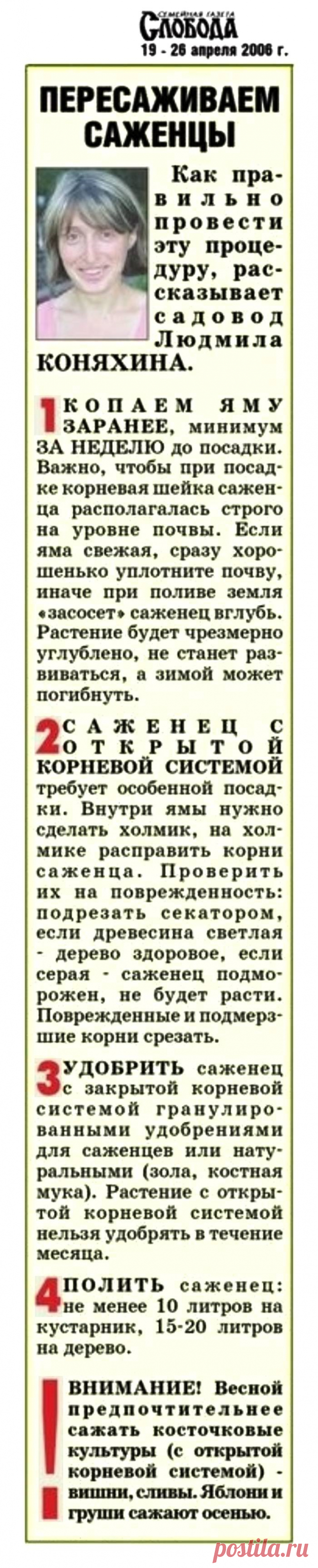 Пересаживаем саженцы