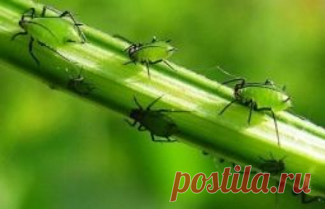 25 СПОСОБОВ ИЗВЕСТИ ТЛЮ!!! - Садоводка