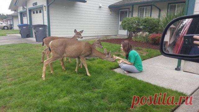 Дружелюбные дикие животные / Питомцы