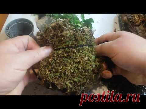 Папоротник 
