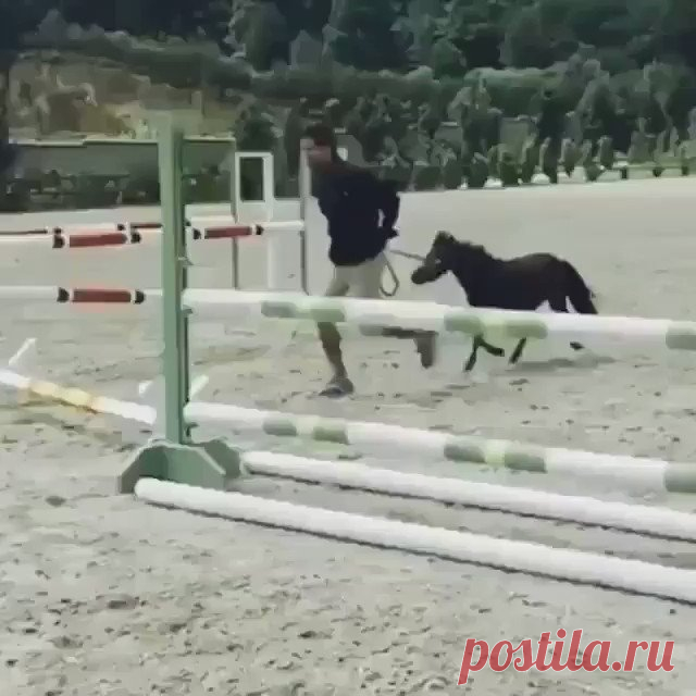 Грациозный рысак