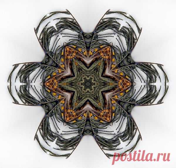 Digital Patterned Mandala  Free Stock Photo HD - Public Domain Pictures