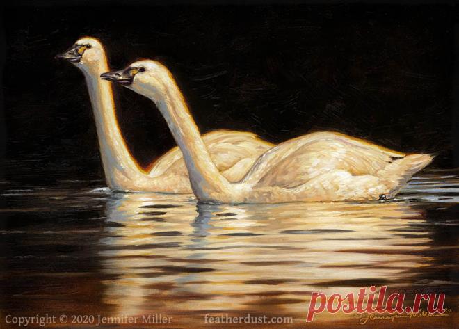 Two Lights on a Dark Water - Tundra Swans by Nambroth on DeviantArt