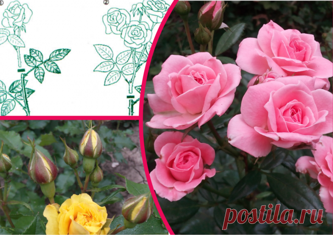 Ошибки подготовки роз 🌹к зиме: губят чаще мороза. У меня 20 кустов и я обжигалась сама | Секреты сада и дачи | Яндекс Дзен