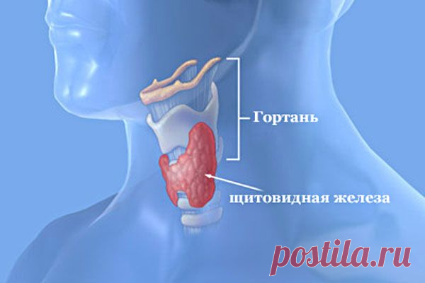 НОВОСТИ МЕДИЦИНЫ. НОВЫЙ МЕТОД ЛЕЧЕНИЯ ЗАБОЛЕВАНИЙ ЩИТОВИДНОЙ ЖЕЛЕЗЫ