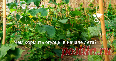 Не все дачники знают, что перекормка для огурцов опасна. Чем кормить огурцы в начале лета, и когда эти подкормки огурцам, действительно, нужны, расскажу в своей статье.