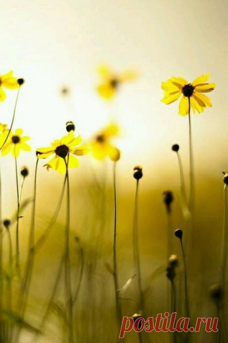 Спокойной ночи, милые друзья🌙