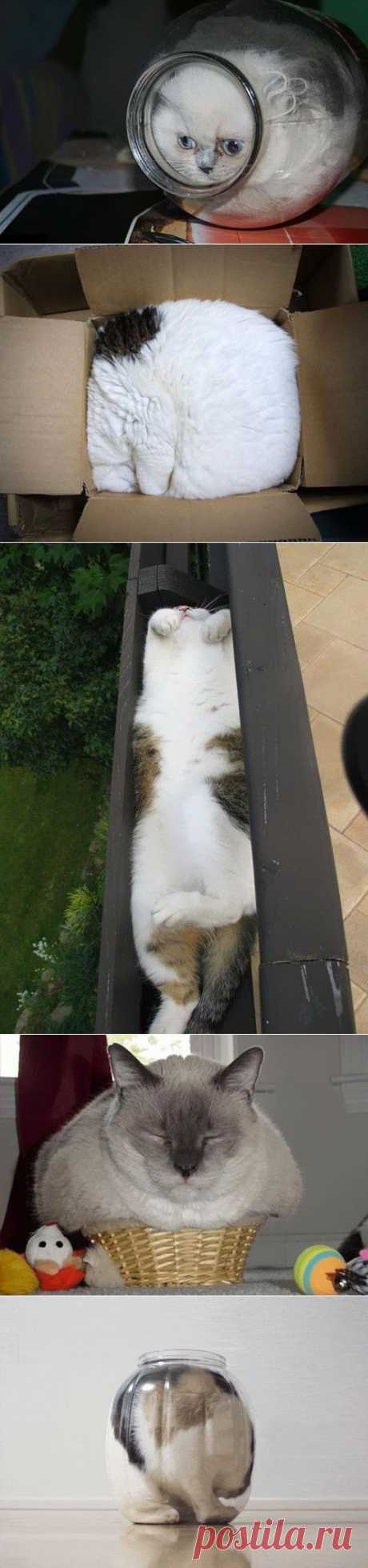Коты – это жидкость / vicer.ru / Surfingbird.ru