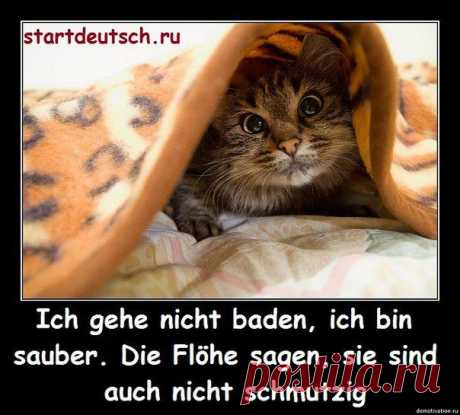 Я не пойду купаться, я чистый. Блохи сообщают, они тоже не грязные / Изучение немецкого языка