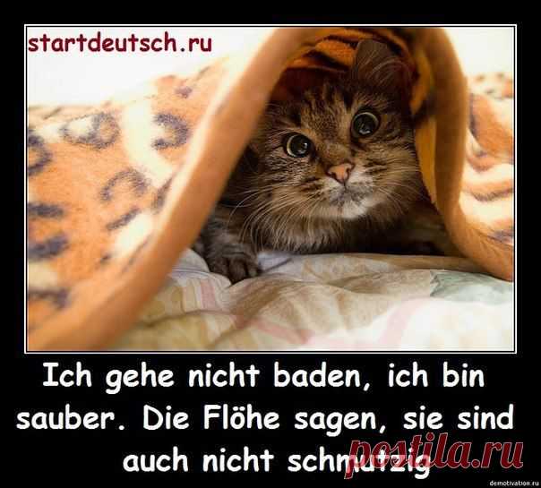 Я не пойду купаться, я чистый. Блохи сообщают, они тоже не грязные / Изучение немецкого языка