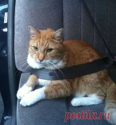 Безопасность превыше всего