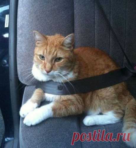 Безопасность превыше всего