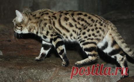 File:BlackFootedCat57.jpg - Wikipedia