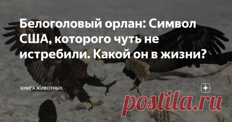 Белоголовый орлан: Символ США, которого чуть не истребили. Какой он в жизни? И зачем решили уничтожать собственный символ?