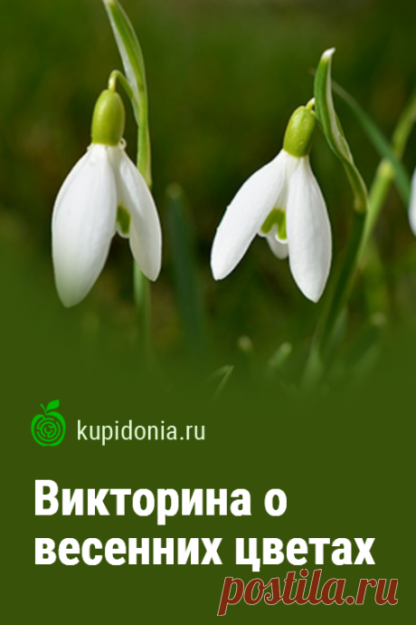 Викторина о весенних цветах. Интересный тест онлайн о цветах, которые расцветают весной. Пройдите тест на сайте и проверьте свои знания!