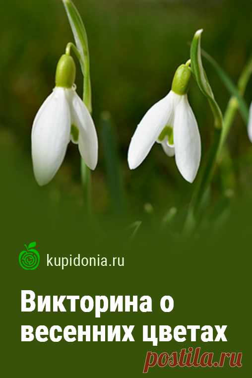 Викторина о весенних цветах. Интересный тест онлайн о цветах, которые расцветают весной. Пройдите тест на сайте и проверьте свои знания!